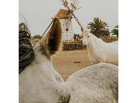 Tara, der Pferdehof für Achtsamkeit & Kommunikation