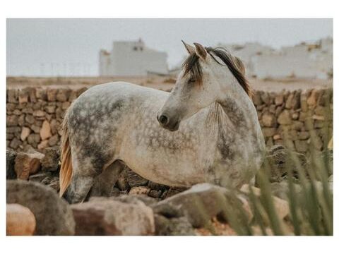 Tara, the horse farm for mindfulness & communication