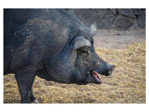 Tara, the horse farm for mindfulness & communication