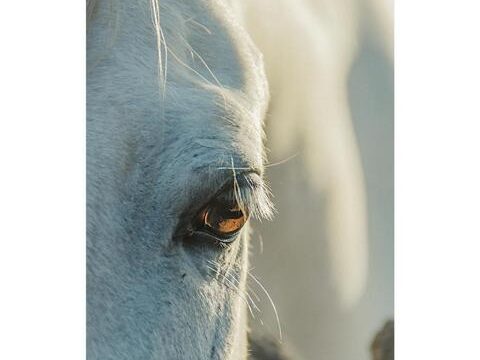 Tara, the horse farm for mindfulness & communication