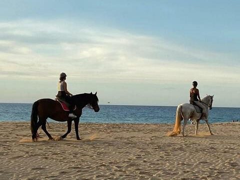 Tara, the horse farm for mindfulness & communication