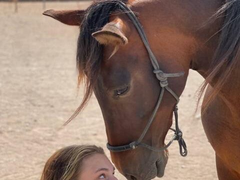 Tara, the horse farm for mindfulness & communication