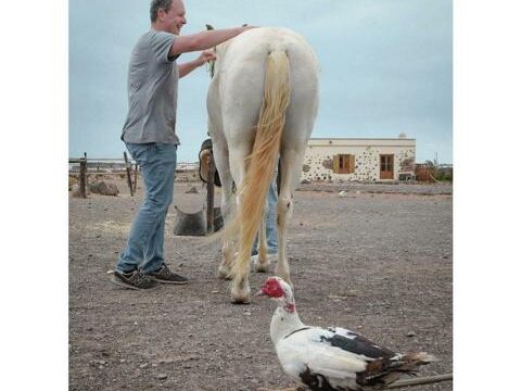 Tara, the horse farm for mindfulness & communication