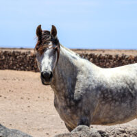 Guajira