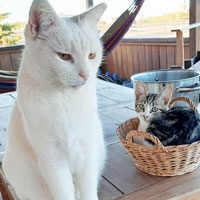 Gypsy, Roca, Mizu and gang